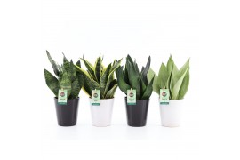 Sansevieria Sansevieria Mix in Zwart & Wit keramiek 3 pp