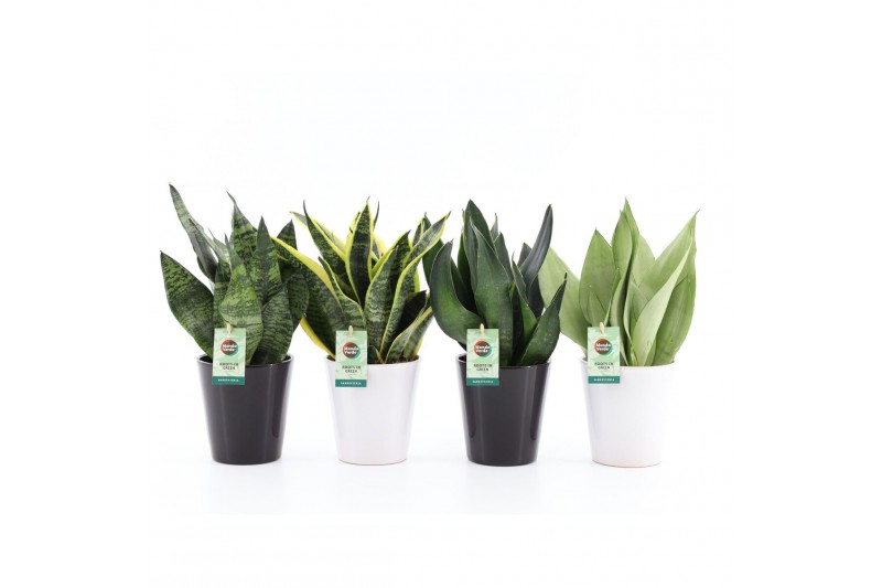 Sansevieria Sansevieria Mix in Zwart & Wit keramiek 3 pp Sansevieria Sansevieria Mix in Zwart & Wit keramiek 3 pp
