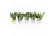 Sansevieria trifasciata futura superba Sanseviera Futura Superba in Tw 