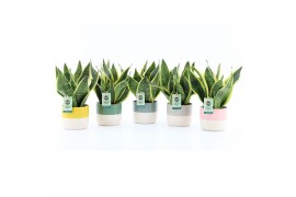 Sansevieria trifasciata futura superba Sanseviera Futura Superba in Tw