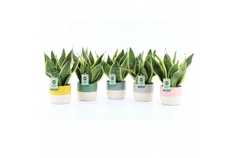 Sansevieria trifasciata futura superba Sanseviera Futura Superba in Tw 