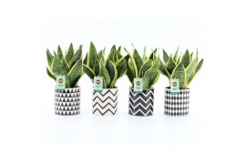 Sansevieria trifasciata futura superba Sansevieria in Escher Keramiek 