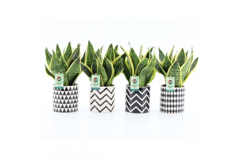 Sansevieria trifasciata futura superba Sansevieria in Escher Keramiek Sansevieria trifasciata futura superba Sansevieria in Escher Keramiek