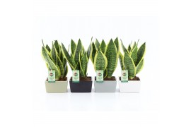 Sansevieria trifasciata futura superba Sansevieria futura Superba in M