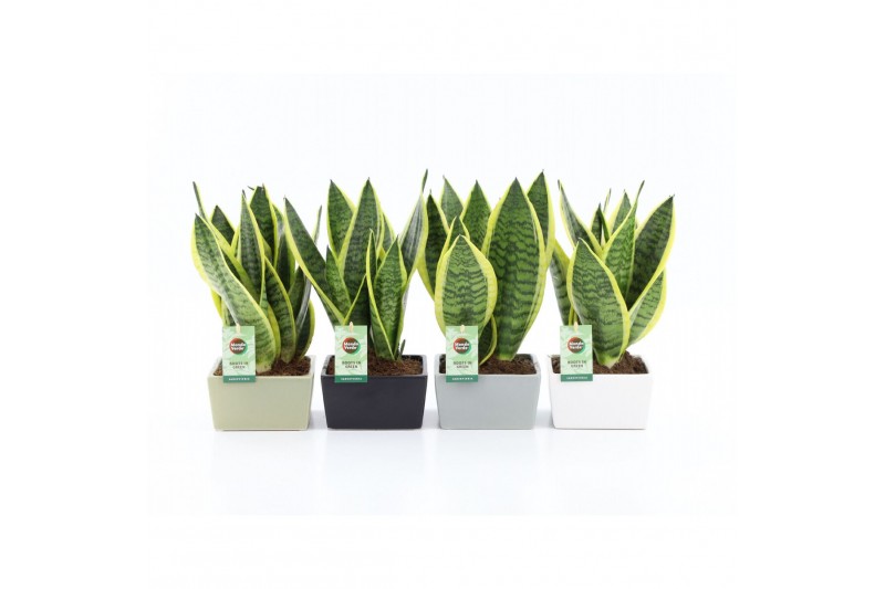 Sansevieria trifasciata futura superba Sansevieria futura Superba in M Sansevieria trifasciata futura superba Sansevieria futura Superba in M