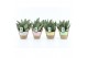 Sansevieria trifasciata black coral Sansevieria Black Coral in Noah Pa 