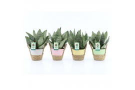 Sansevieria trifasciata black coral Sansevieria Black Coral in Noah Pa