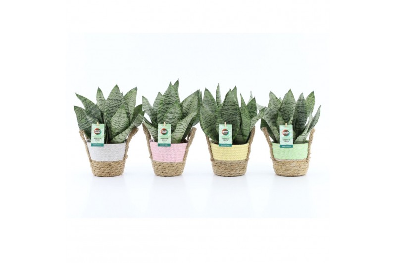 Sansevieria trifasciata black coral Sansevieria Black Coral in Noah Pa Sansevieria trifasciata black coral Sansevieria Black Coral in Noah Pa