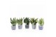 Sansevieria Sansevieria Mix in Delft Blue keramiek 3 pp 