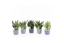 Sansevieria Sansevieria Mix in Delft Blue keramiek 3 pp