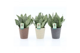 Sansevieria trifasciata black coral Sansevieria Black Coral in Nature 