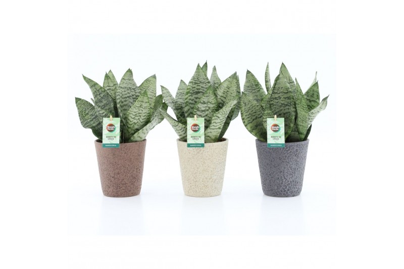 Sansevieria trifasciata black coral Sansevieria Black Coral in Nature Sansevieria trifasciata black coral Sansevieria Black Coral in Nature