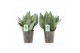 Sansevieria trifasciata black coral Sansevieria Black Coral in Iron Le 
