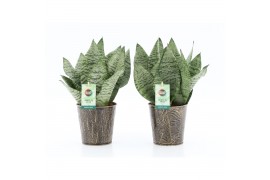 Sansevieria trifasciata black coral Sansevieria Black Coral in Iron Le