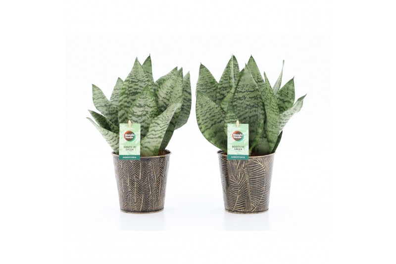 Sansevieria trifasciata black coral Sansevieria Black Coral in Iron Le 