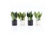 Sansevieria Sansevieria Mix in Hainan keramiek 3 pp 