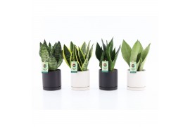 Sansevieria Sansevieria Mix in Hainan keramiek 3 pp