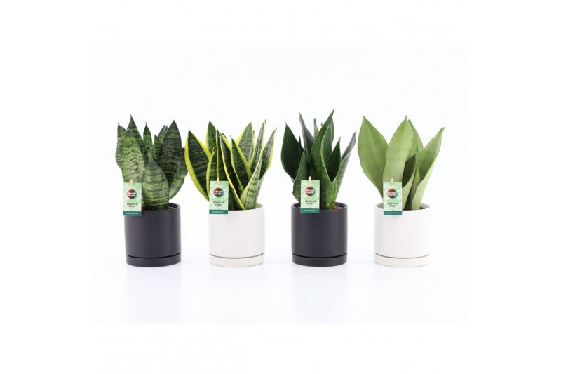 Sansevieria Sansevieria Mix in Hainan keramiek 3 pp Sansevieria Sansevieria Mix in Hainan keramiek 3 pp