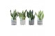 Sansevieria Sansevieria Mix in Escher keramiek 3 pp 