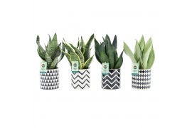 Sansevieria Sansevieria Mix in Escher keramiek 3 pp