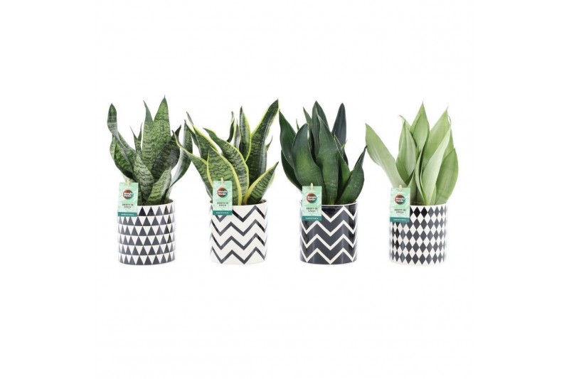 Sansevieria Sansevieria Mix in Escher keramiek 3 pp Sansevieria Sansevieria Mix in Escher keramiek 3 pp