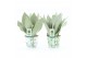 Sansevieria trifasciata moonshine Sansevieria Moonshine in Potcover Ba 