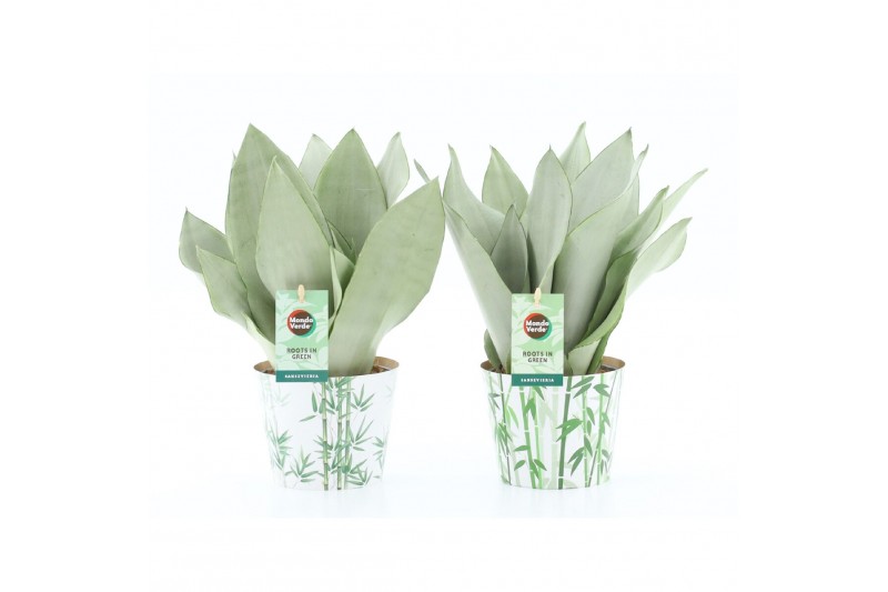 Sansevieria trifasciata moonshine Sansevieria Moonshine in Potcover Ba 