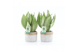 Sansevieria trifasciata moonshine Sanseviera Moonshine in Sturdy 3 pp