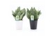 Sansevieria trifasciata black coral Sansevieria Black Coral in Zwart & 
