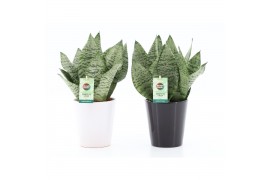 Sansevieria trifasciata black coral Sansevieria Black Coral in Zwart &