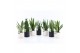 Sansevieria Sansevieria Specialties Mix in Hainan keramiek 