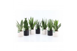 Sansevieria Sansevieria Specialties Mix in Hainan keramiek