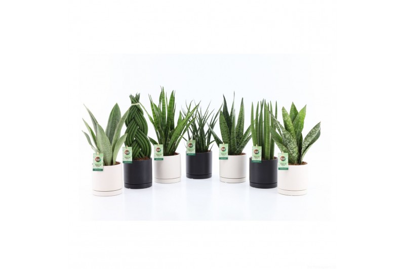 Sansevieria Sansevieria Specialties Mix in Hainan keramiek Sansevieria Sansevieria Specialties Mix in Hainan keramiek