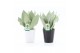 Sansevieria trifasciata moonshine Sansevieria Moonshine in Zwart & Wit 