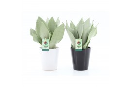 Sansevieria trifasciata moonshine Sansevieria Moonshine in Zwart & Wit