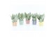 Sansevieria trifasciata moonshine Sanseviera Moonshine in Pastel Strip 