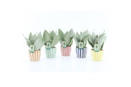 Sansevieria trifasciata moonshine Sanseviera Moonshine in Pastel Strip