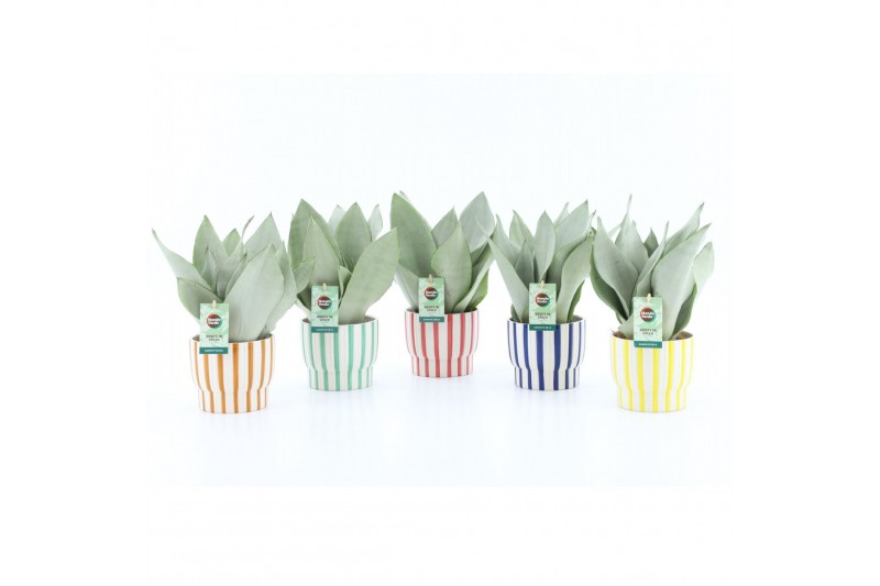 Sansevieria trifasciata moonshine Sanseviera Moonshine in Pastel Strip Sansevieria trifasciata moonshine Sanseviera Moonshine in Pastel Strip
