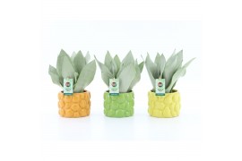 Sansevieria trifasciata moonshine Sansevieria Moonshine in Dolce Frutt