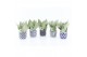Sansevieria trifasciata moonshine Sansevieria Moonshine in Delft-Blue  