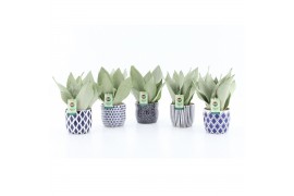 Sansevieria trifasciata moonshine Sansevieria Moonshine in Delft-Blue 