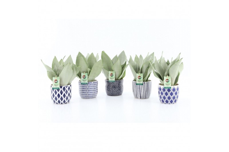 Sansevieria trifasciata moonshine Sansevieria Moonshine in Delft-Blue Sansevieria trifasciata moonshine Sansevieria Moonshine in Delft-Blue