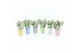 Sansevieria trifasciata moonshine Sansevieria Moonshine in Pastel kera 