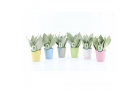 Sansevieria trifasciata moonshine Sansevieria Moonshine in Pastel kera