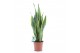 Sansevieria trifasciata laurentii Sansevieria Laurentii 3 pp 