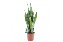 Sansevieria trifasciata laurentii Sansevieria Laurentii 3 pp
