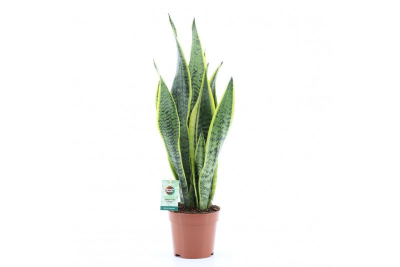 Sansevieria trifasciata laurentii Sansevieria Laurentii 3 pp Sansevieria trifasciata laurentii Sansevieria Laurentii 3 pp