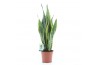 Sansevieria trifasciata laurentii Sansevieria Laurentii 3 pp