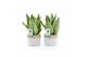 Sansevieria trifasciata futura superba Sanseviera Futura Superba in St 
