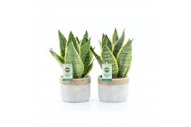 Sansevieria trifasciata futura superba Sanseviera Futura Superba in St